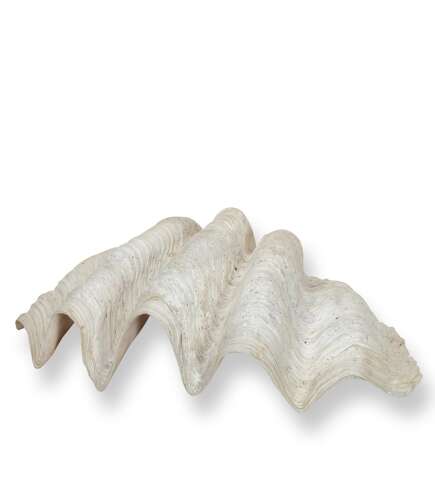 Large 19th Century Indonesian Clam Shell