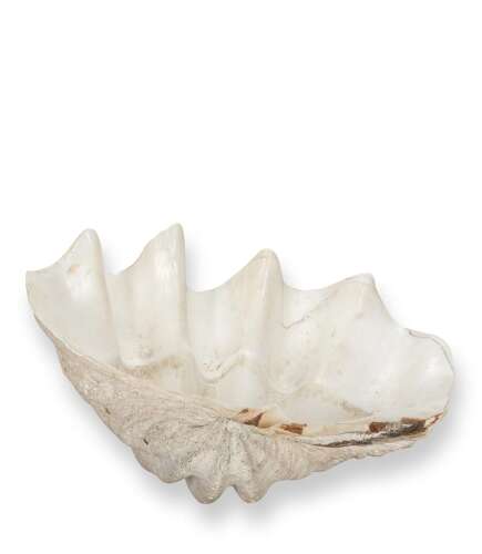 Large 19th Century Indonesian Clam Shell