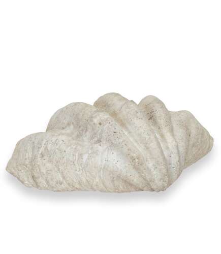 Large 19th Century Indonesian Clam Shell