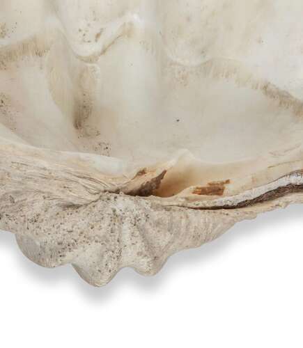Large 19th Century Indonesian Clam Shell