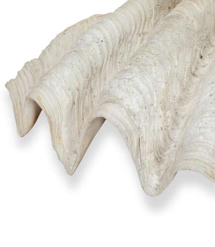 Large 19th Century Indonesian Clam Shell