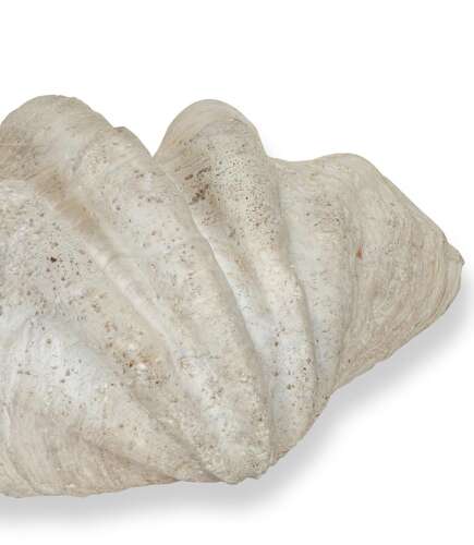 Large 19th Century Indonesian Clam Shell